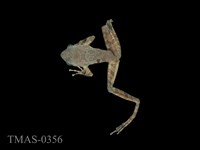 藏品(太田樹蛙)的圖片